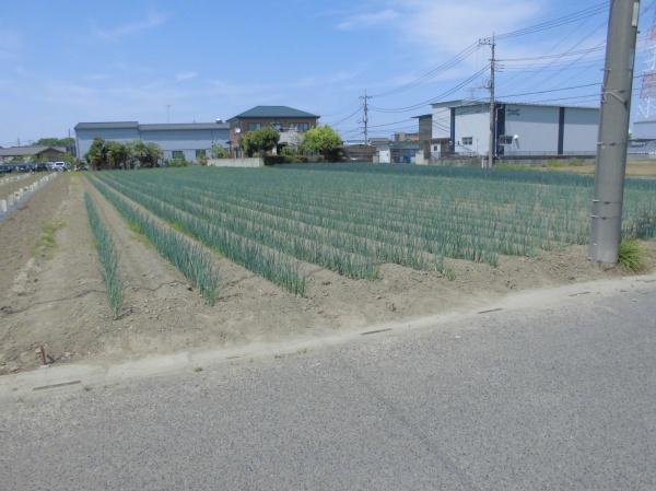 さいたま市岩槻区大字大口の売土地