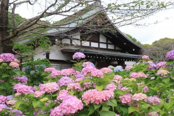 松戸市東平賀の新築一戸建(本土寺（あじさい寺）)