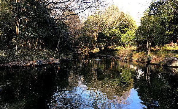 グランヒルズ新百合ヶ丘西館(むじなが池公園)