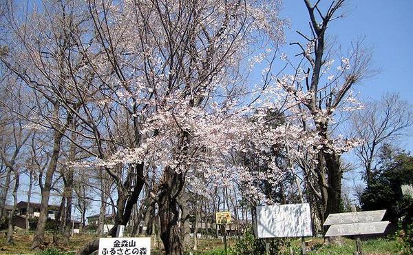 町田市高ヶ坂4丁目　全1棟(金森山市民の森)