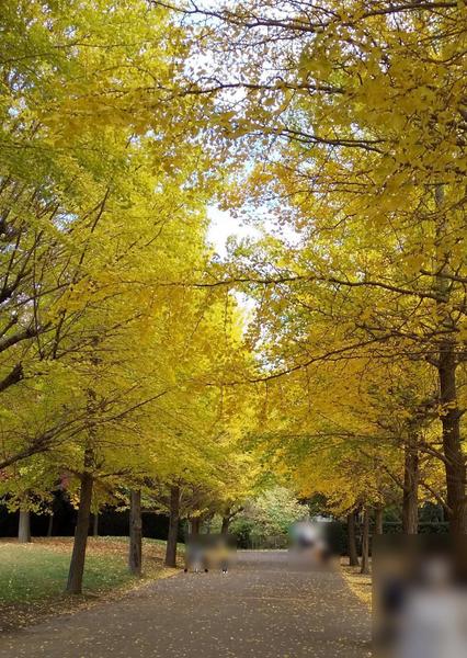 藤沢市藤沢1丁目 全1棟(御殿辺公園)