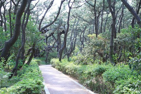 茅ケ崎市東海岸北5丁目(茅ヶ崎海岸しおさいの森)