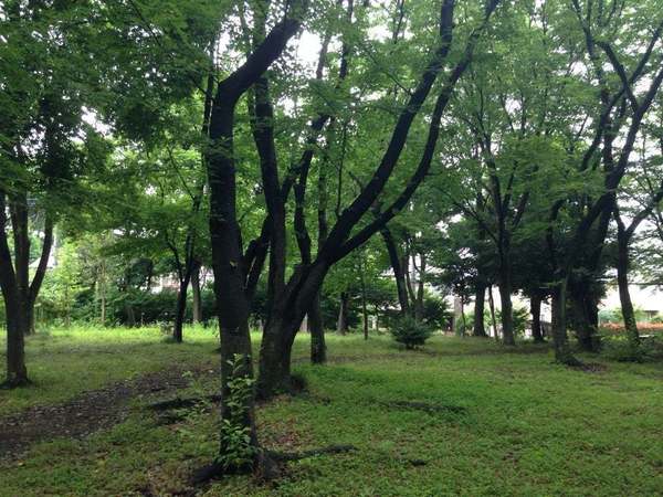 横浜市旭区今宿１丁目の土地(二俣川ニュータウン緑地)