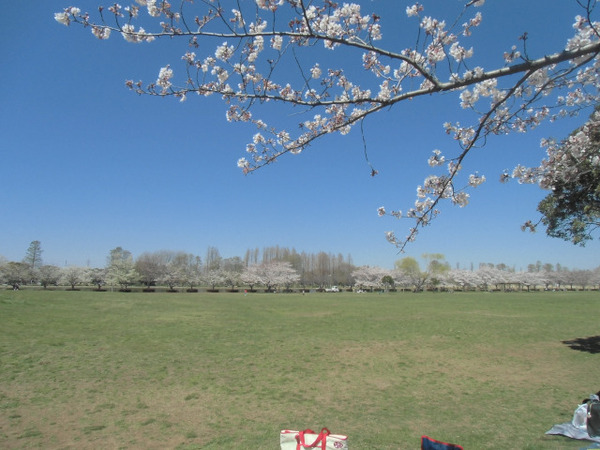 三郷市高州３丁目の土地(埼玉県営みさと公園)