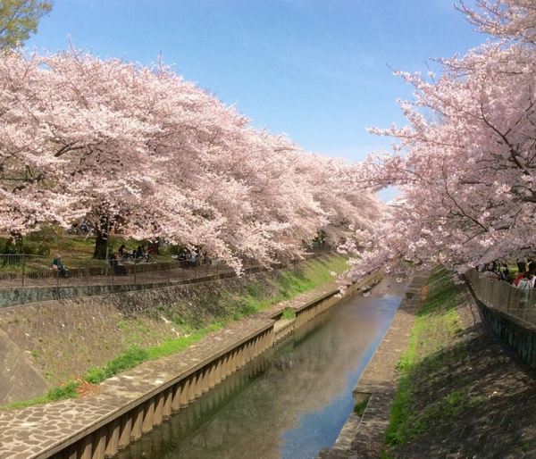 サンウッド浜田山(善福寺川緑地)