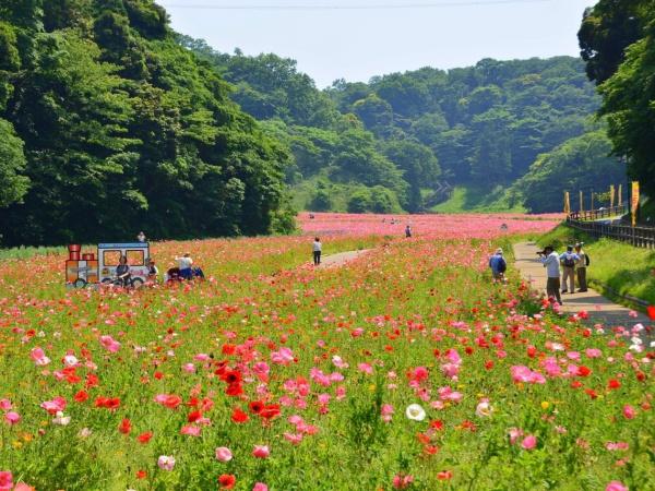 横須賀市岩戸５丁目の中古一戸建て(くりはま花の国)