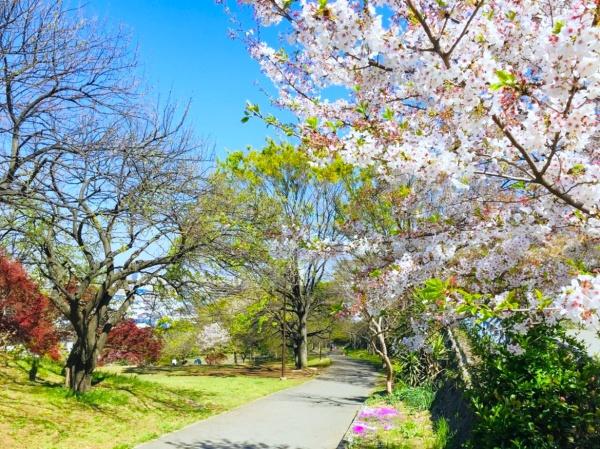川崎市中原区井田1丁目の中古一戸建て(日吉公園)