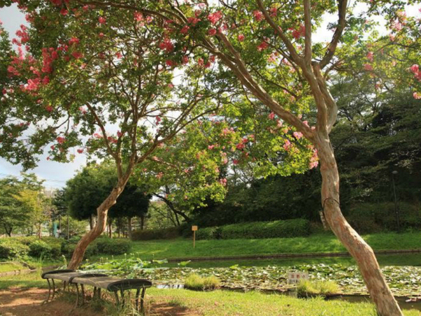 横浜市都筑区北山田６丁目の土地(山田富士公園)