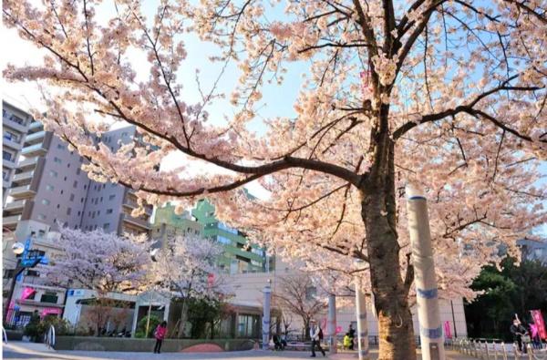 駒込千成オリエントコート