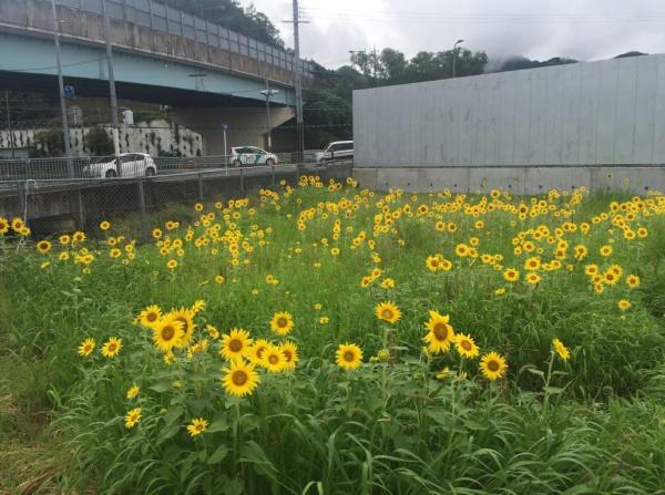 南丹市八木町大薮石橋の土地