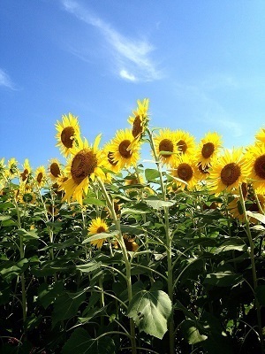 相模原市南区新戸の新築一戸建(座間ひまわり祭り)