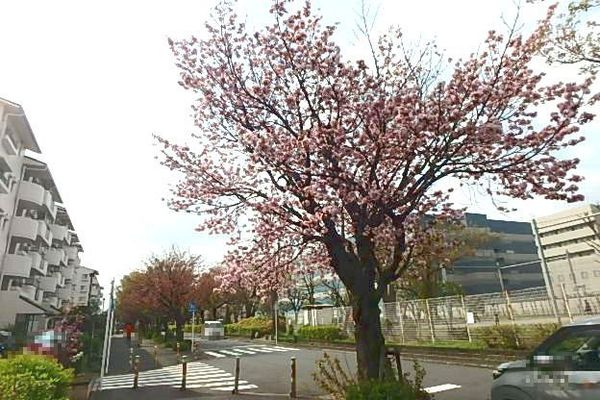 座間市ひばりが丘３丁目の新築一戸建(東原さくら公園)