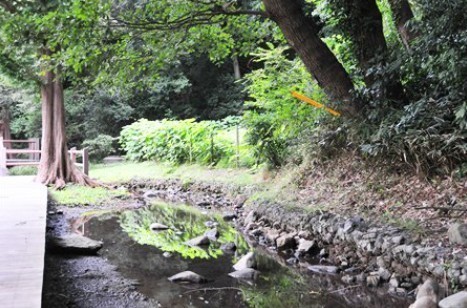 世田谷区砧5丁目の土地(大蔵三丁目公園)