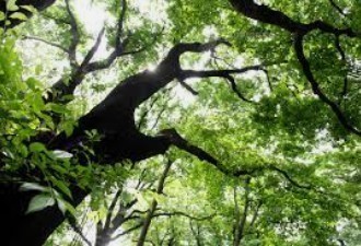 ニューウェルテラス元住吉(井田長瀬緑地)