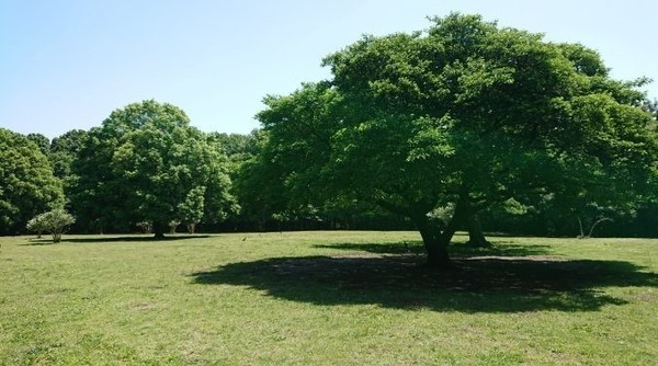 エクセル宮前平(東高根森林公園)
