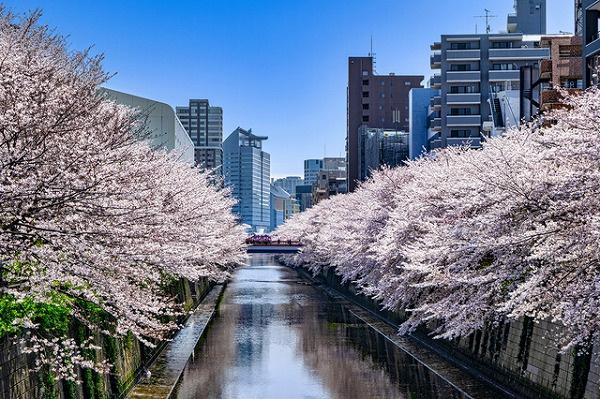 ルジェンテ目黒(目黒川)