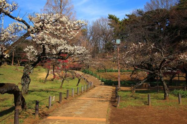 東急ドエル・アルス大倉山東(大倉山公園)