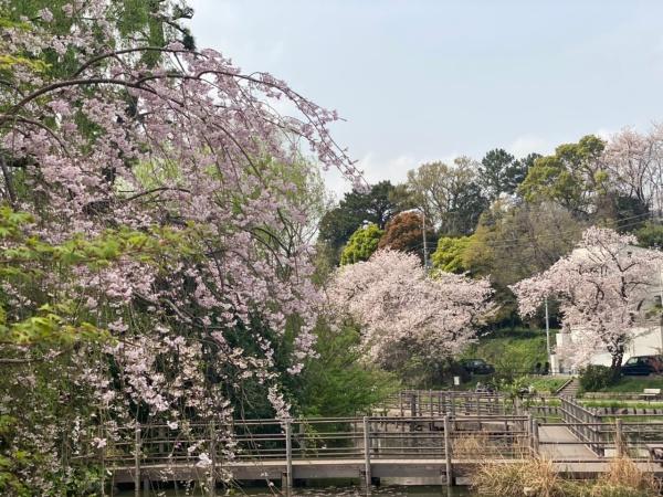 サージュ白楽(白幡池公園)
