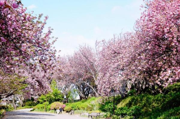 グランシティ菊名(菊名桜山公園)