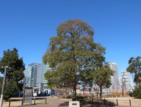 ブリリアグランデみなとみらいパークフロントタワー(高島中央公園)