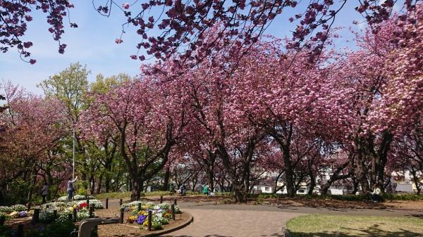 横浜市港北区富士塚２丁目の土地(菊名桜山公園)