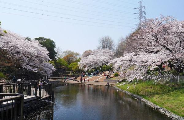 神奈川区六角橋5丁目(岸根公園)