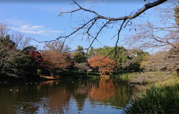 市川市国府台5丁目の土地(じゅん菜池緑地)