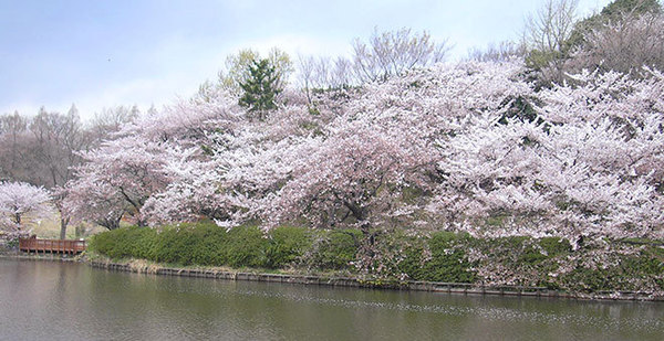 新築一戸建 1号棟(神奈川県立三ッ池公園)