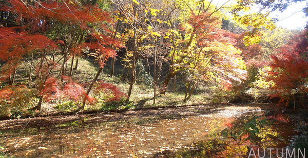 ランドステージ横浜鴨居(四季の森公園)