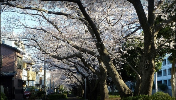 ハイセレサ菊名アクティール(太尾堤緑道)