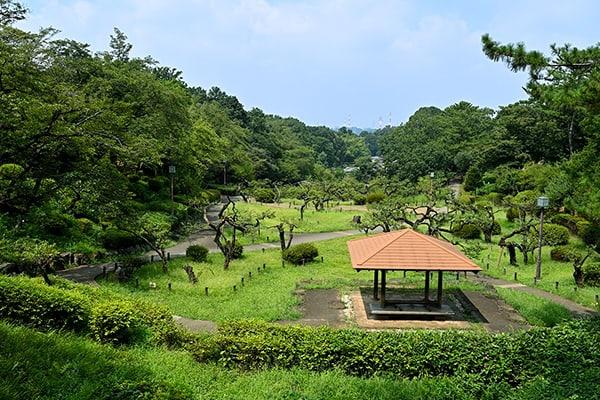 藤和大倉山コープ(大倉山公園)