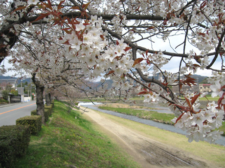 D号地(賀茂川)