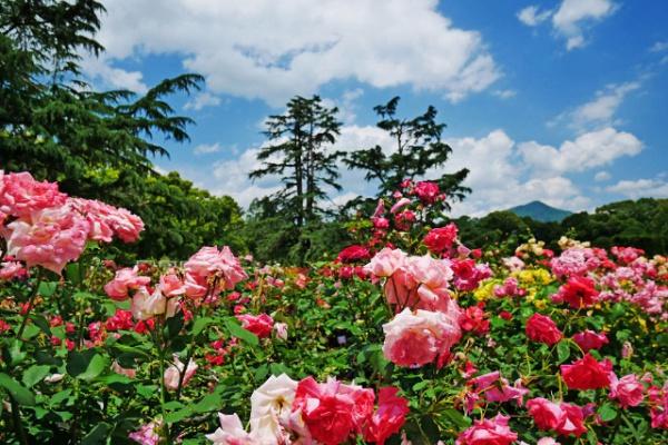 京都市北区小山下内河原町の中古一戸建て(京都府立植物園)