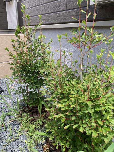 1期2号地(その他)