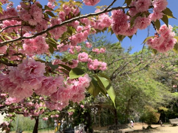 京都市北区衣笠北荒見町の新築一戸建