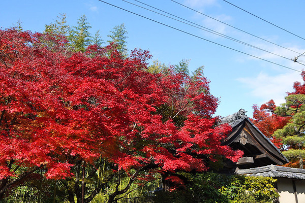 京都市北区鷹峯藤林町の土地(光悦寺)