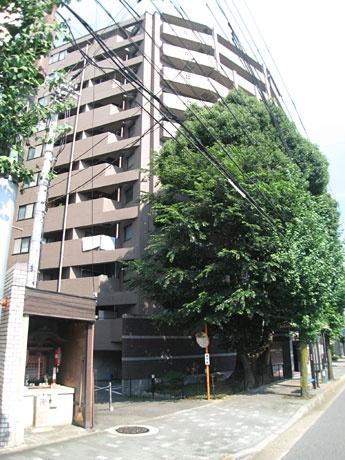 コスモ紫野