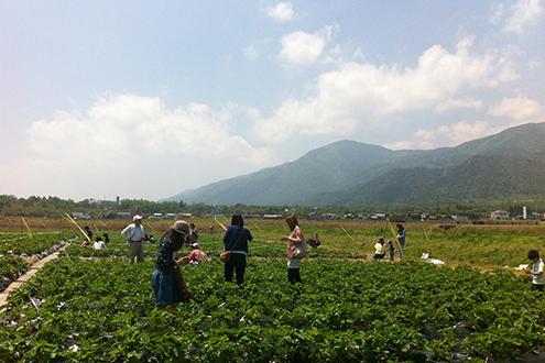 大津市南小松の土地(近江舞子いちご園)