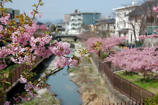 京都市伏見区納所町の土地(淀緑地)