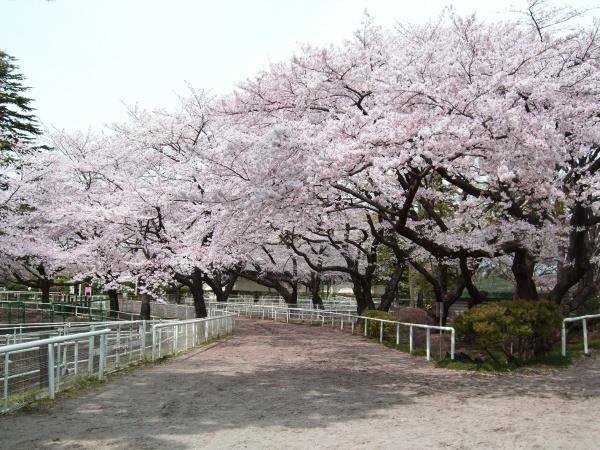 世田谷区弦巻５丁目の中古一戸建て(JRA馬事公苑)