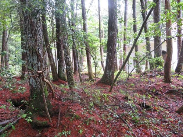 鳴沢ジラゴンノ土地