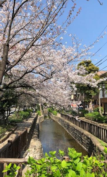 コスモ葛西ロイヤルフォルム(古川親水公園)