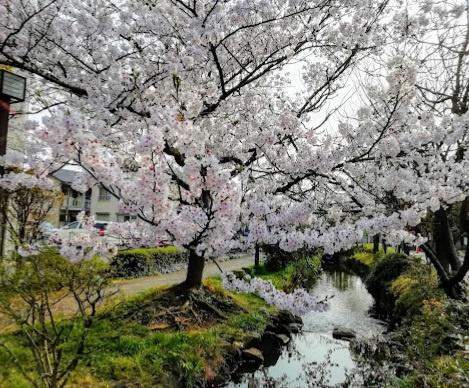 ヴィルヌーブー之江(一之江境川緑地)
