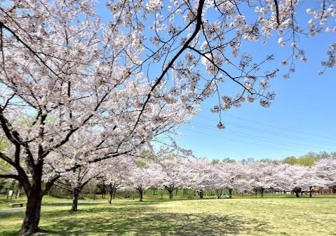 葛飾区東金町７丁目の新築一戸建(東金町運動場多目的運動広場)