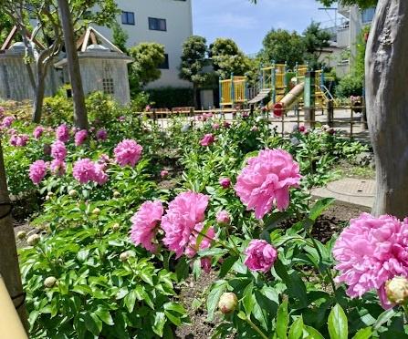 江戸川区鹿骨２丁目の新築一戸建(江戸川区立新堀しゃくやく公園)