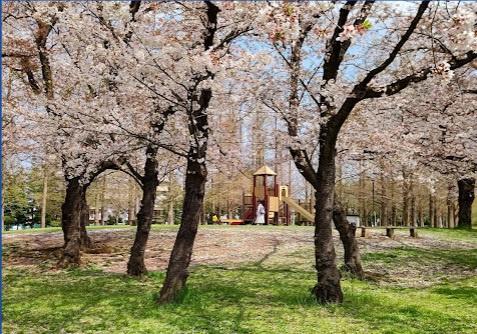 江戸川区東松本１丁目の中古一戸建て(篠崎公園さくらの広場)