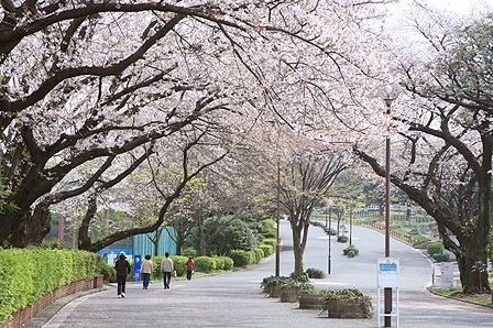 横浜市神奈川区三ツ沢下町　新築一戸建て(三ツ沢公園)