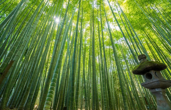 鎌倉市十二所　新築一戸建て(報国寺)