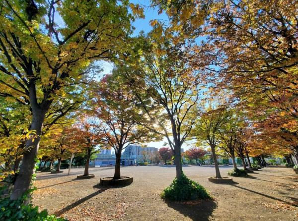 マートルコート下落合(落合中央公園)