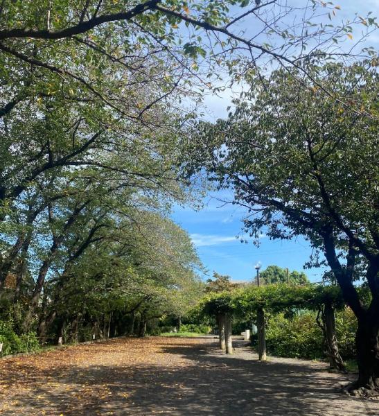 グランドオペラつつじヶ丘(柴崎公園)